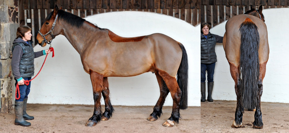 Horse with owner
