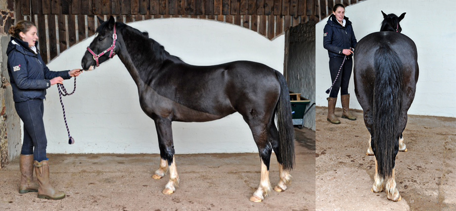 Horse with owner