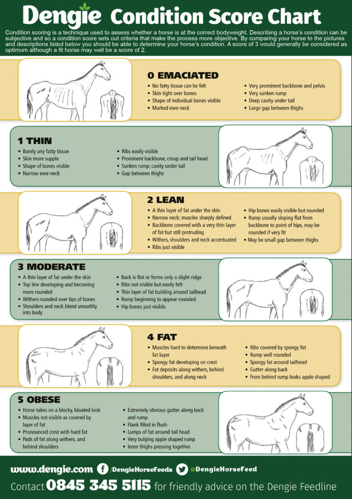 Equine Body Condition Score Chart