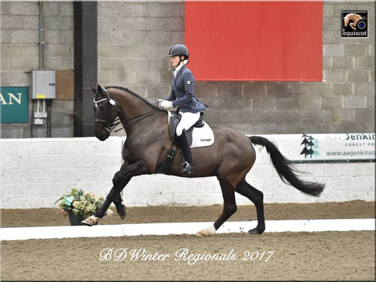 Horse trotting at Dressage competition
