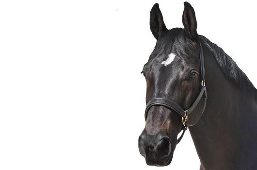 Dengie Alfa A lhuile 20/ kg/ / Cheval Feed