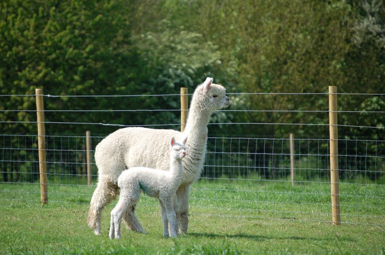 Feeding Your Alpaca