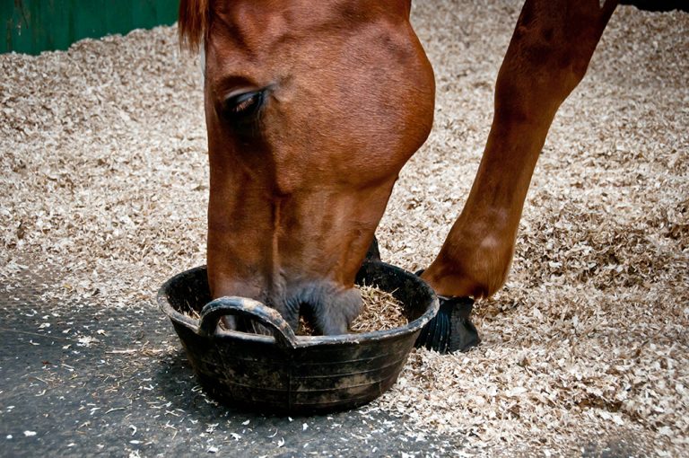 Top Tips for Feeding the Ulcer Prone Horse Dengie Horse Feeds