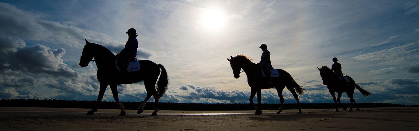 sunset horse with rider
