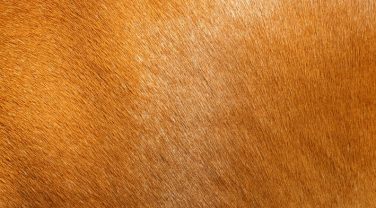 Give Your Horse a Summer Glow!