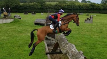 Horse jumping over Tree Trunk Hurdle