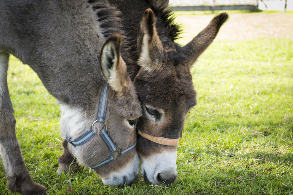 How to Feed A Donkey to Keep Them Healthy Dengie Horse Feeds