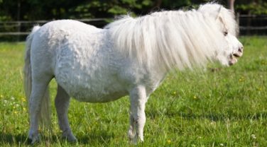 horse with laminitis