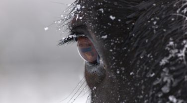 Horse Winter Eyes