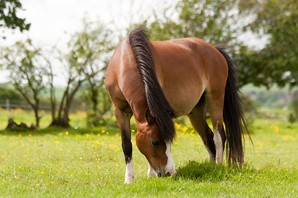 pony grass