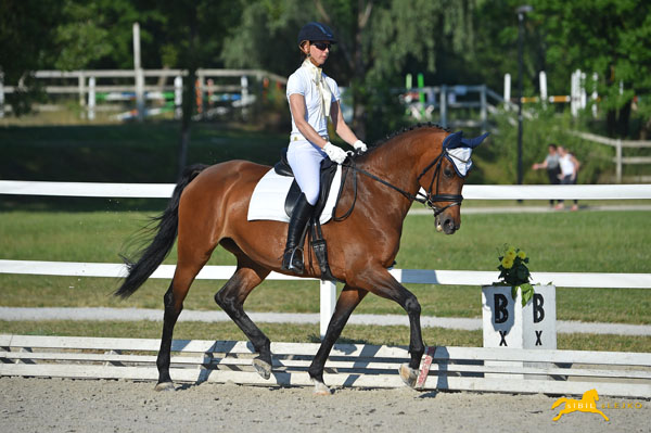 chestnut horse dressage