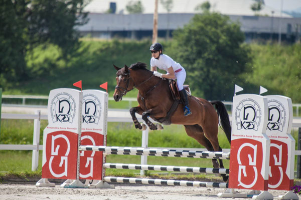 brown horse show jump