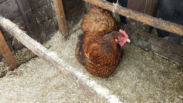 fresh bed chickens