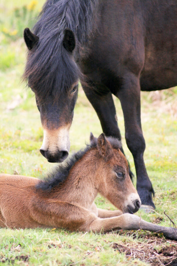 Feeding natives and good doers at stud Dengie Horse Feeds