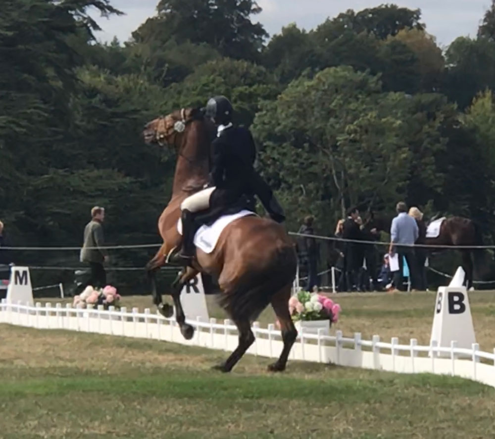 Horse Rearing at Show