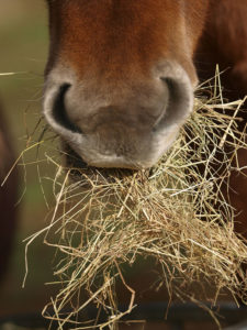 Horse eating Hay