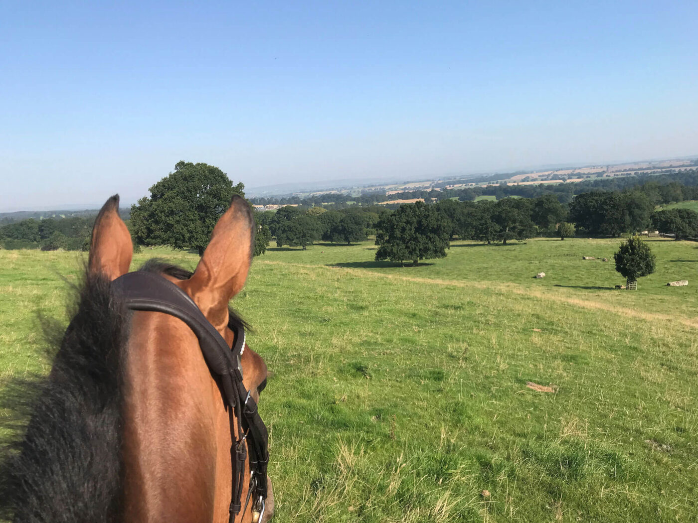 hill view from horseback