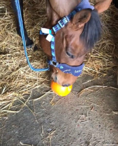 Feeding Pumpkin To Horses