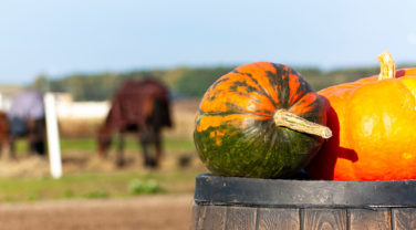 pumpkin in field of horses