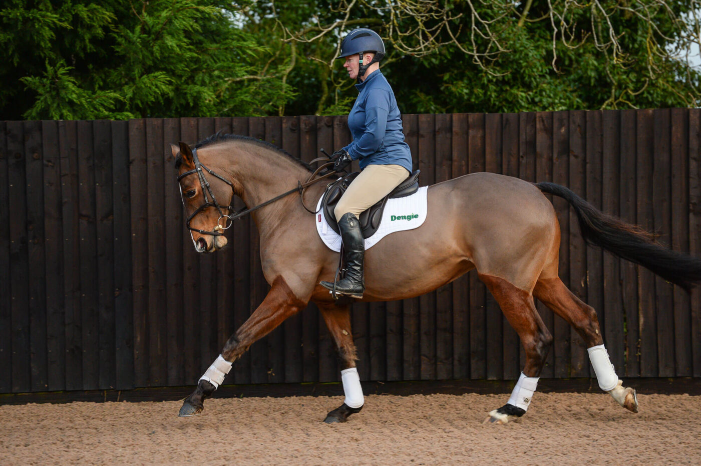 horse dressage training