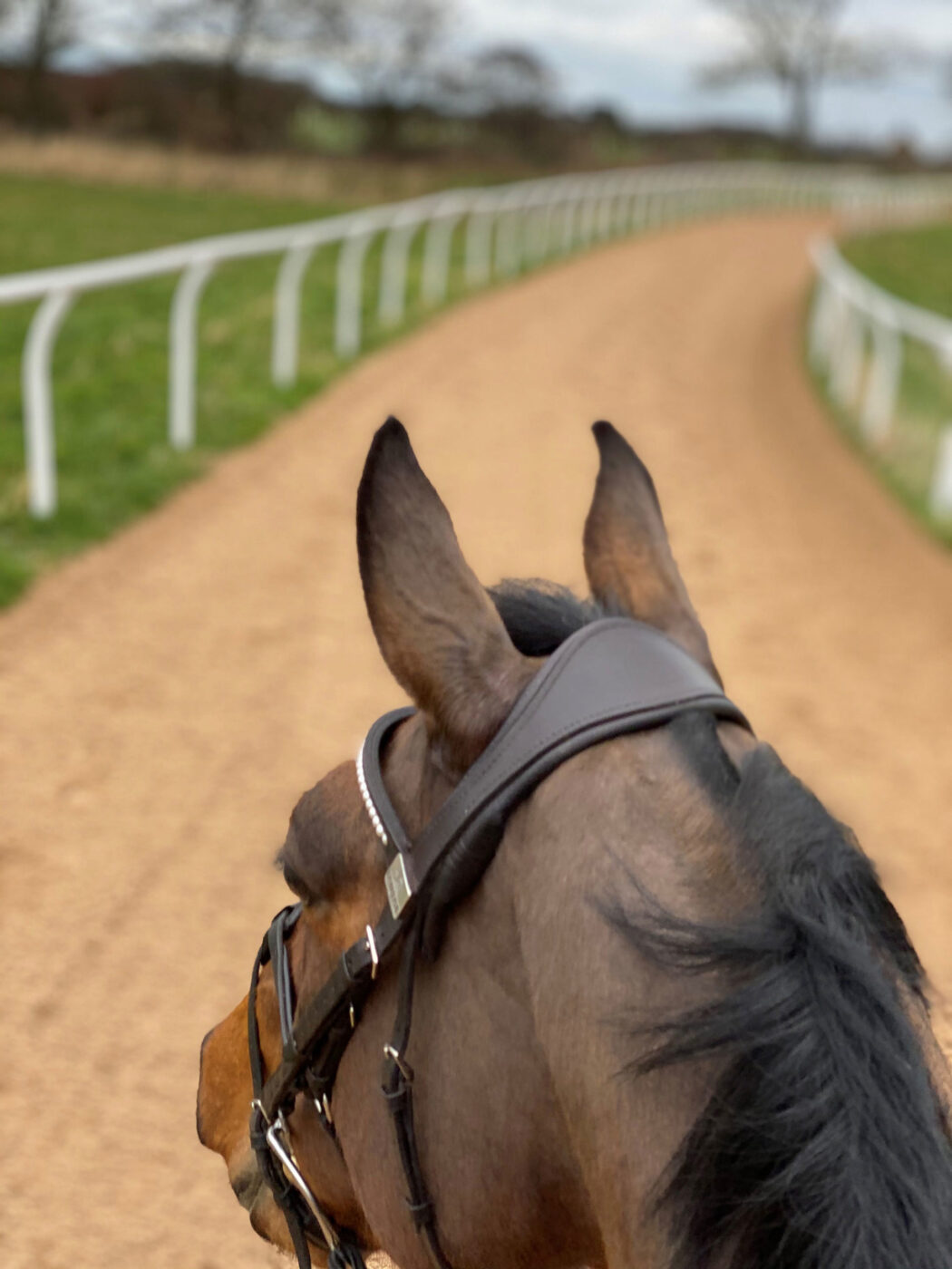 horse head gallops