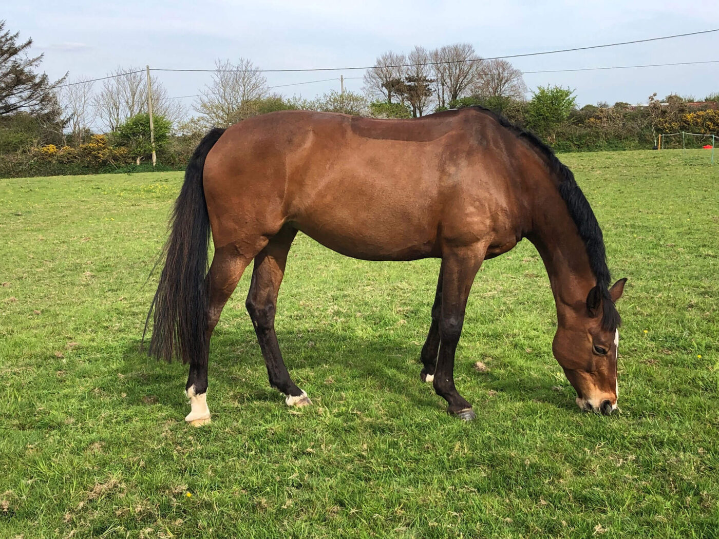 horse grazing in field