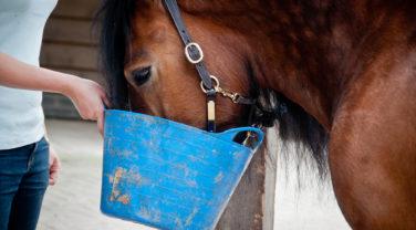 horse eating out of bucket