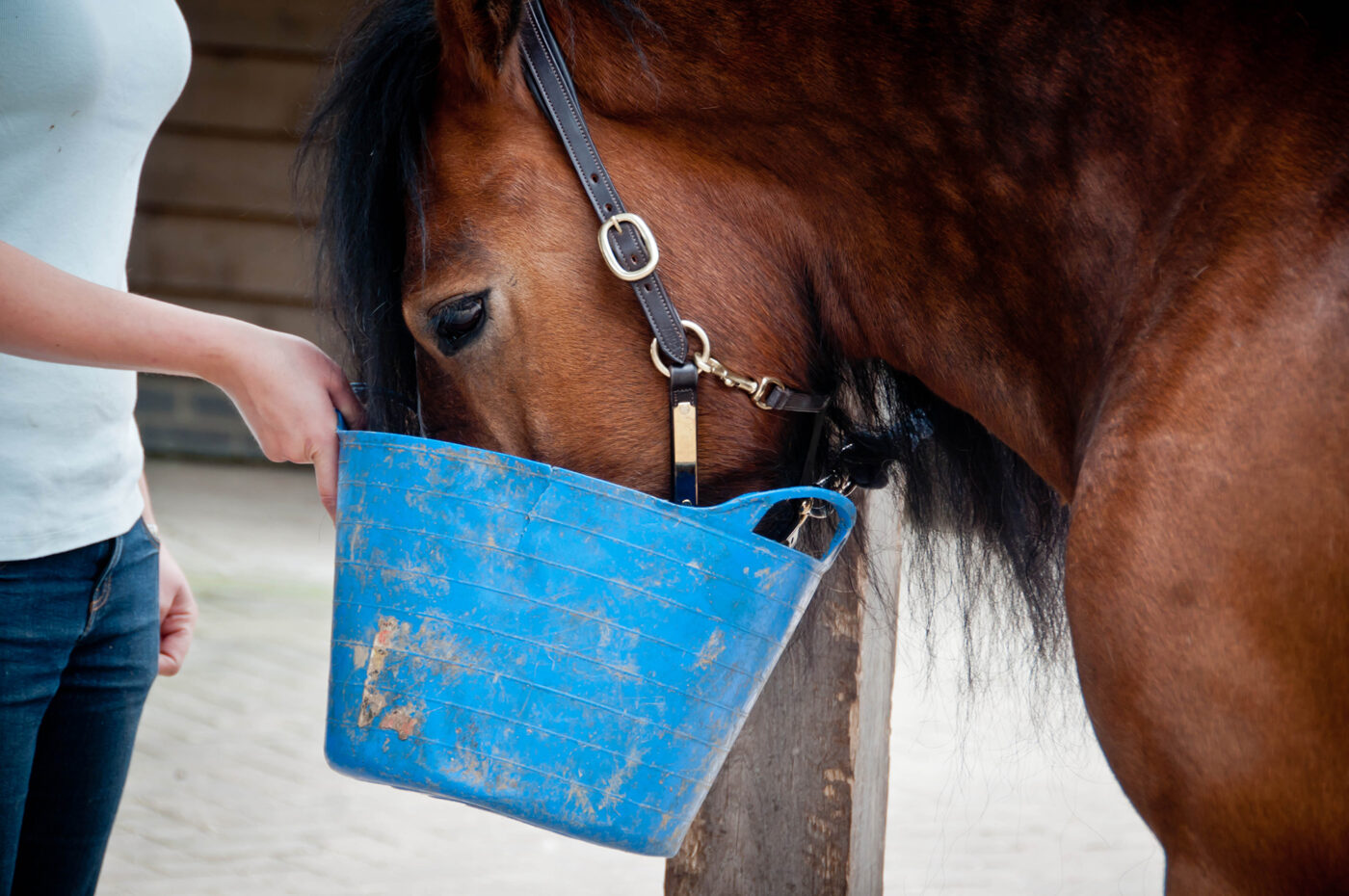 What To Feed A Horse With Laminitis? 