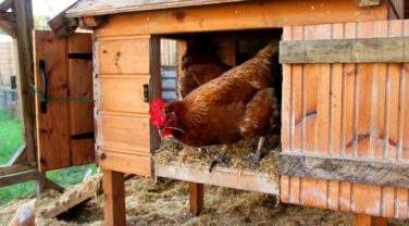 chicken in coop