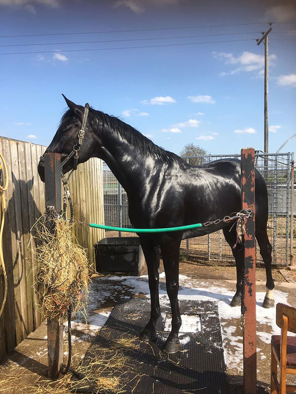 Horse being bathed