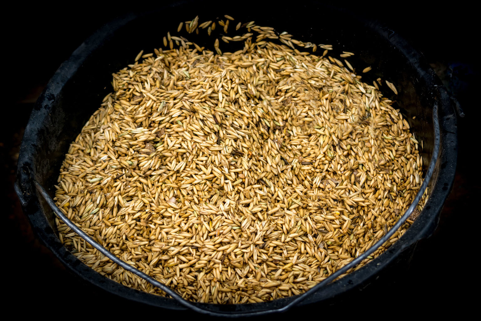 Starch In Horse Feed, Low Starch Diet For Horses