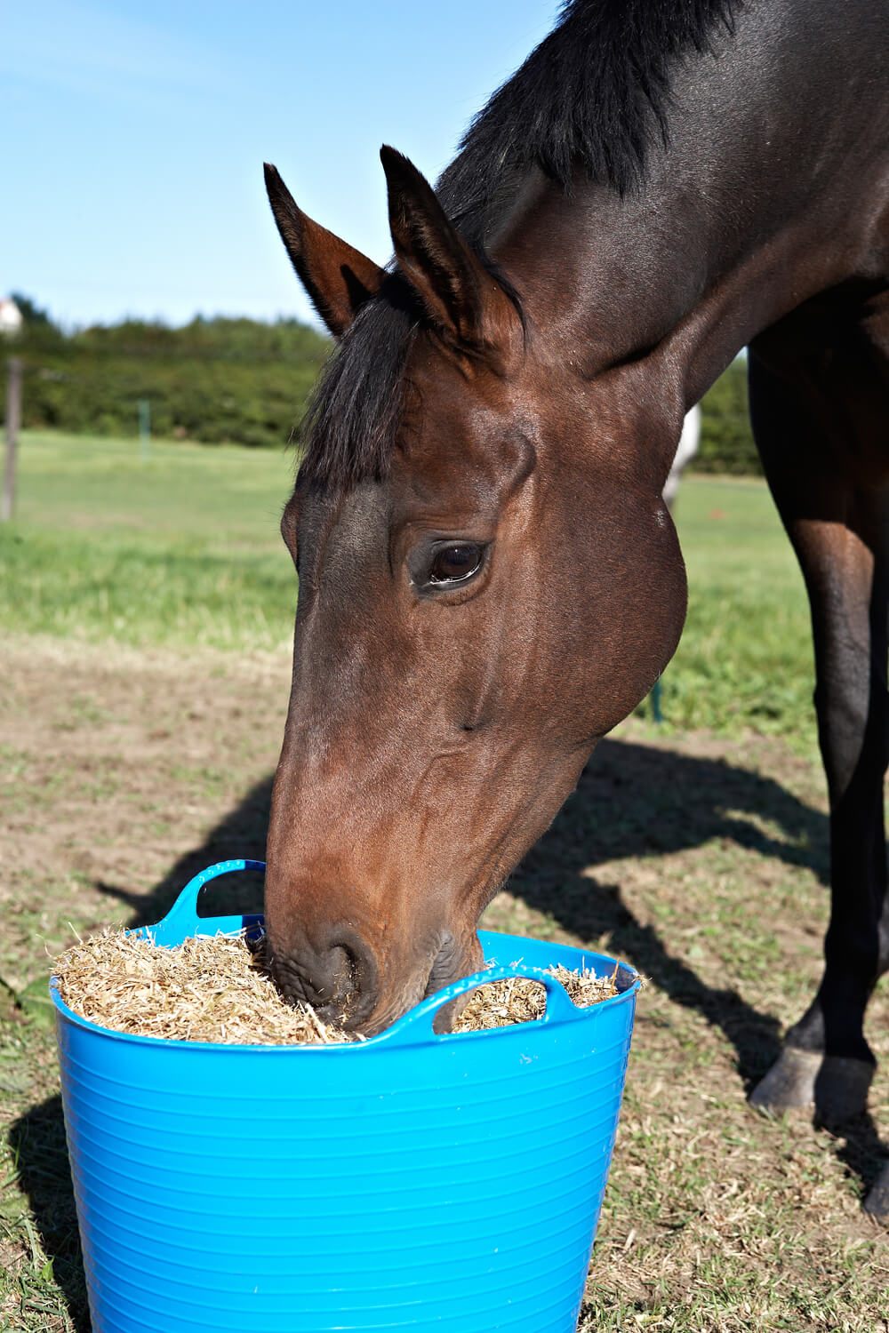 Hi-Fi Lite hay replacer horse feed