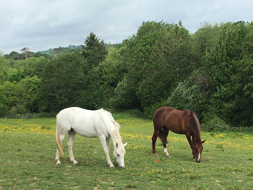 horses in field