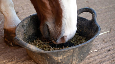 horse eating from rubber bucket