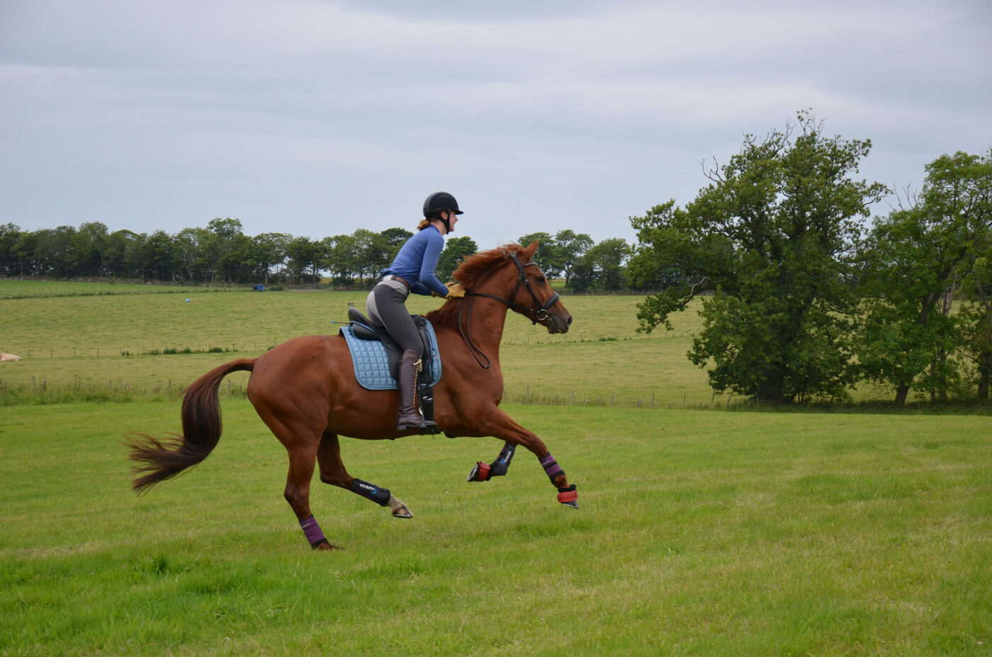 Horse and owner