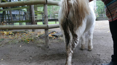 Pony with equine faecal water syndrome