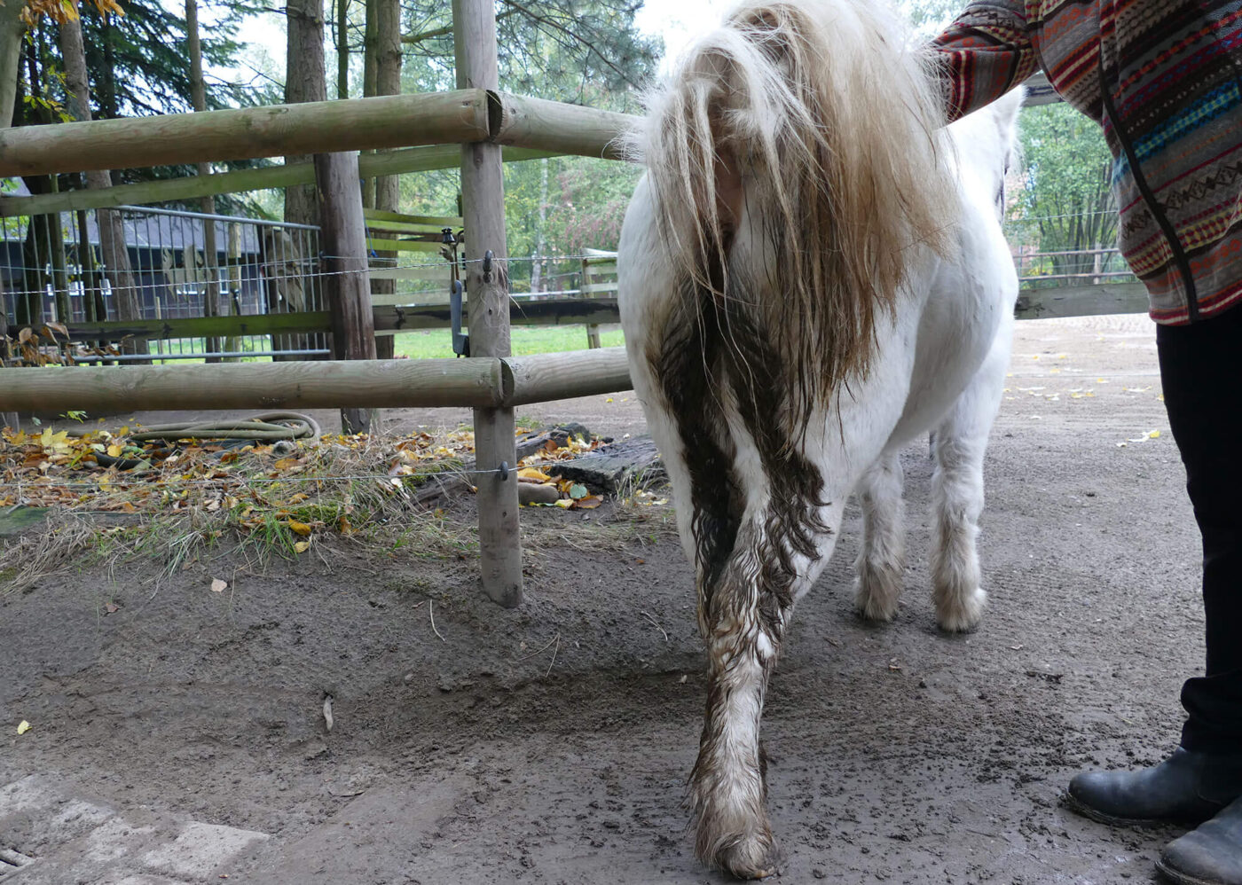 Pony with equine faecal water syndrome