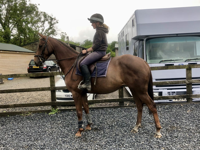 young horse being backed