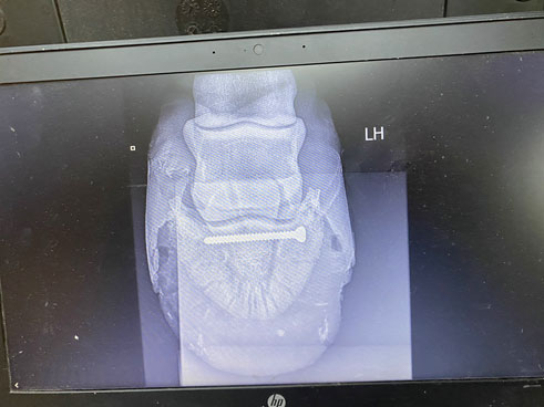 xray of horses hoof