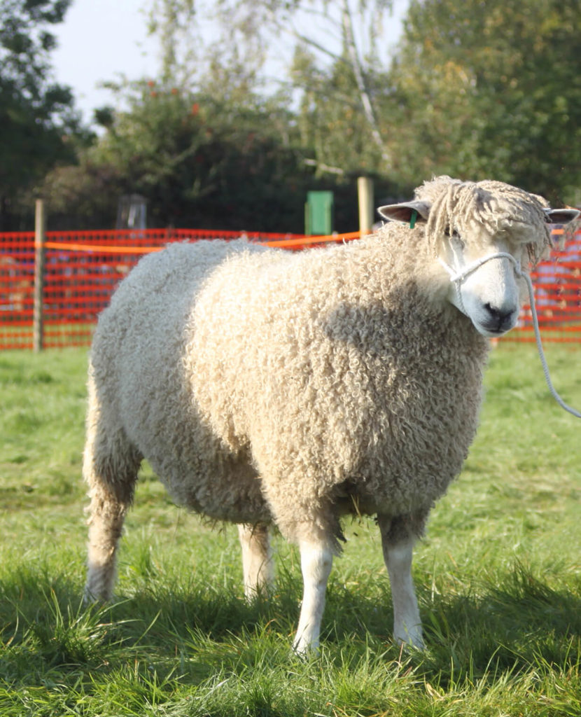 Feeding Sheep, A Guide To What Sheep Feed To Choose