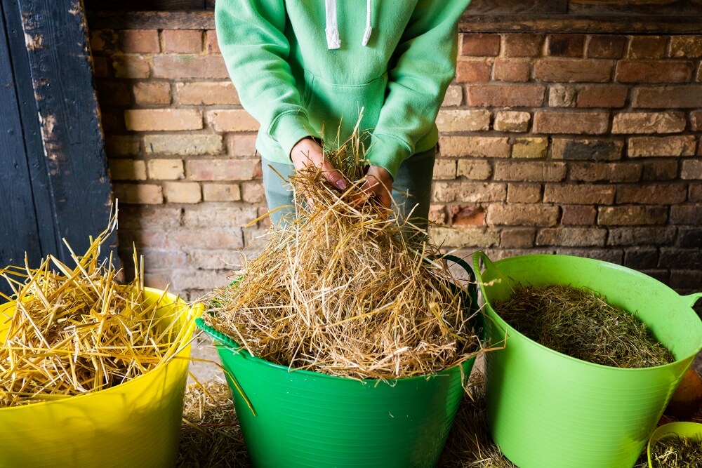 Soaking Hay For Laminitic Horses