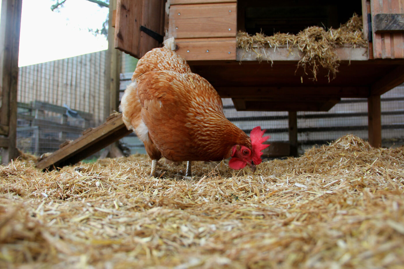 Keep your chicken's warm this winter | Dengie Horse Feeds Keep your chicken's warm this winter | Dengie Horse Feeds