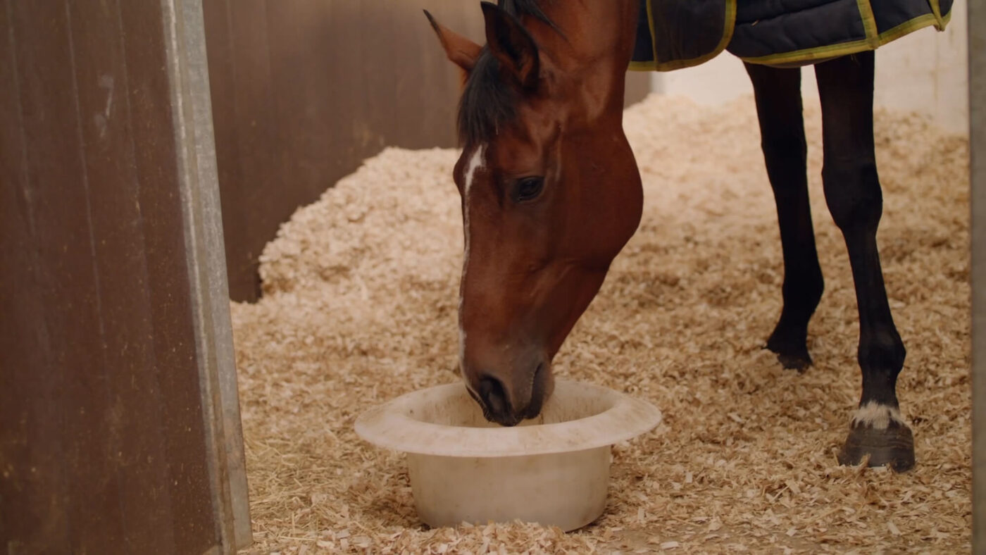 Feeding Your ExRacehorse Diet Guide Dengie