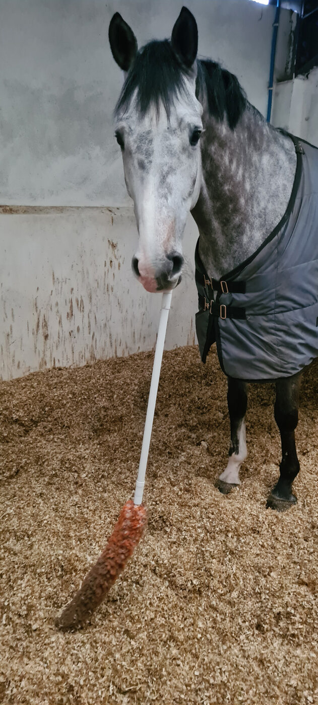 Horse spring cleaning