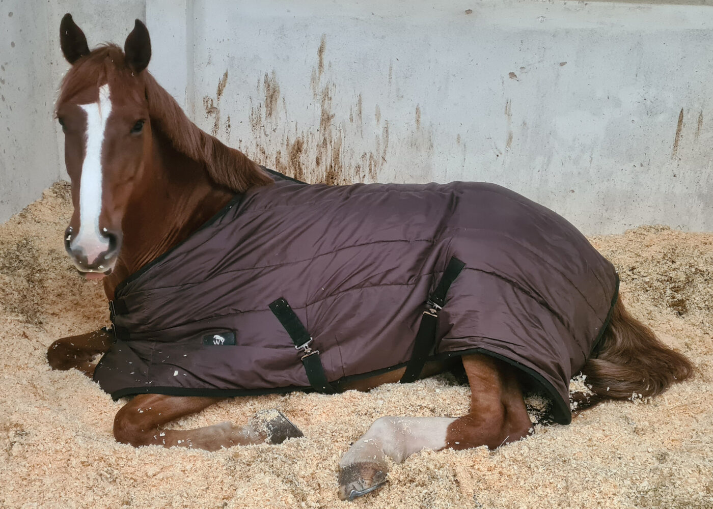 Horse lying down in stable