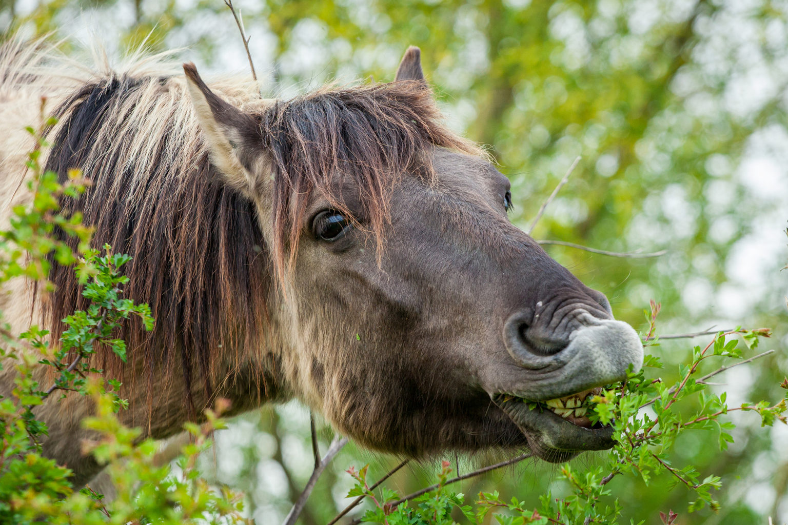Hedgerow for Horses Dengie Horse Feeds
