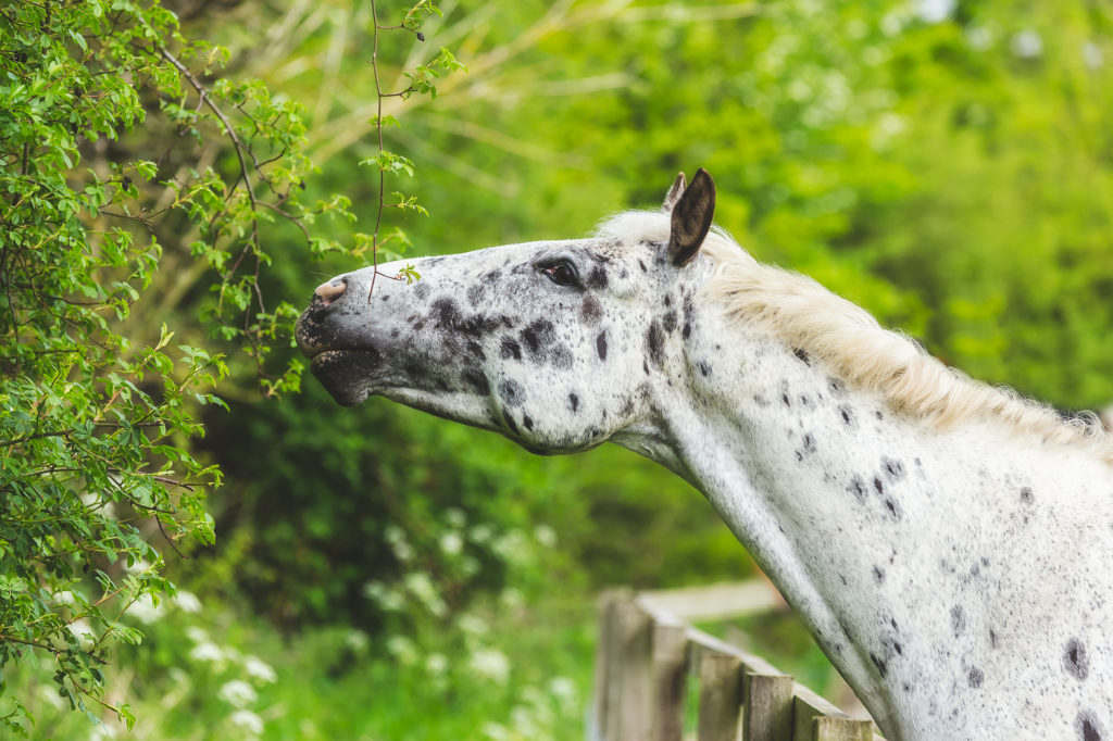 Horse eating hedge